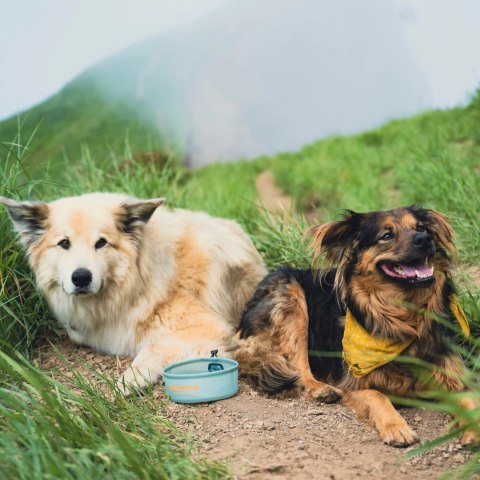 Miska dla psa HydraPak Rover Dog Bowl - sutro green HydraPak