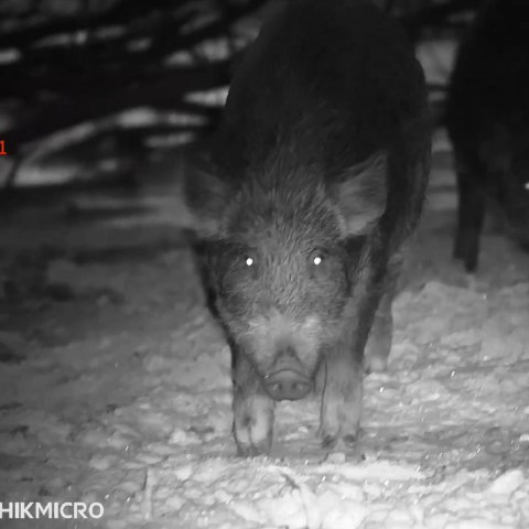 Celownik noktowizyjny noktowizor HIKMICRO Alpex 4K + iluminator laserowy X-hog Pro 850/940 nm HIKMICRO by HIKVISION