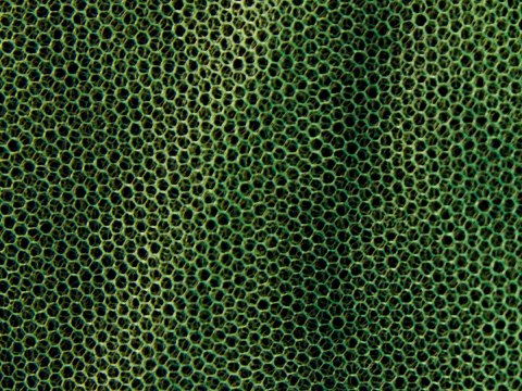 Moskitiera MFH - mała oliwkowa (0,63x2x8 m) MFH - Max Fuchs