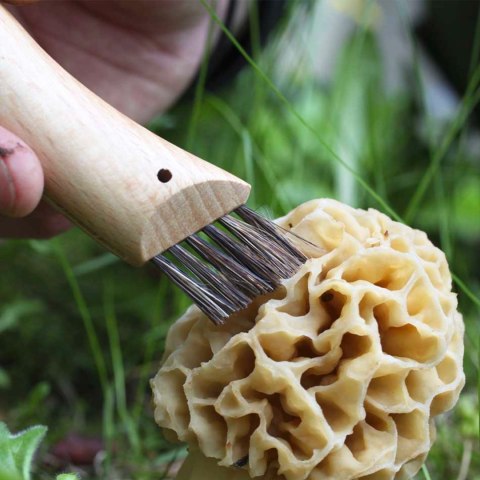 Nóż Opinel 8 na grzyby w blistrze Opinel