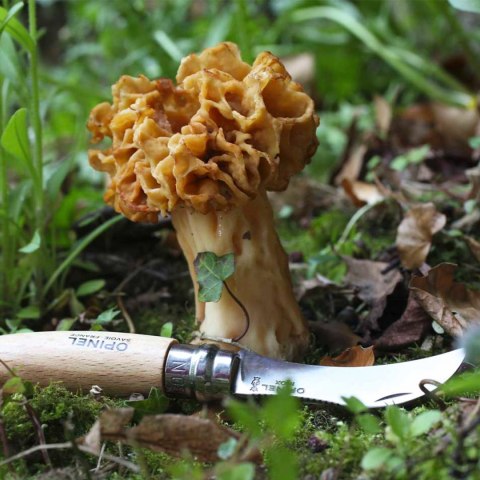 Nóż Opinel 8 na grzyby w blistrze Opinel